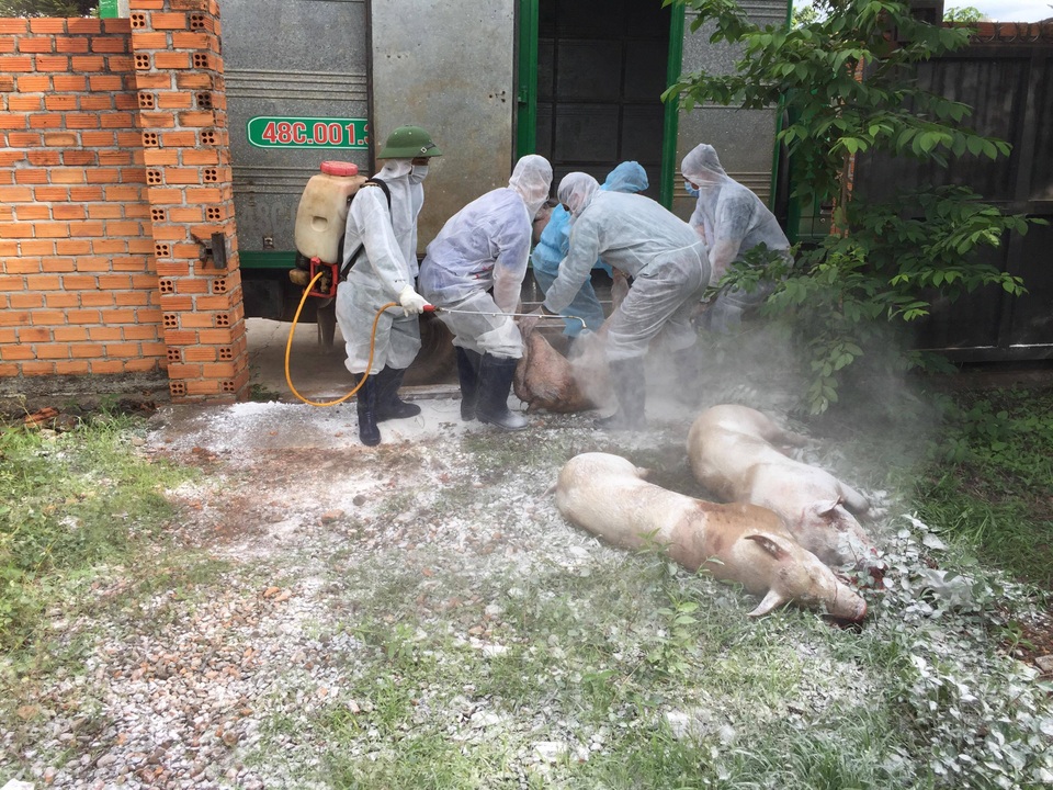 Quảng Trị tiêu hủy hàng trăm con lợn, Đắk Lắk xuất hiện thêm các ổ dịch mới - 2 Quảng Trị tiêu hủy hàng trăm con lợn, Đắk Lắk xuất hiện thêm các ổ dịch mới - 2