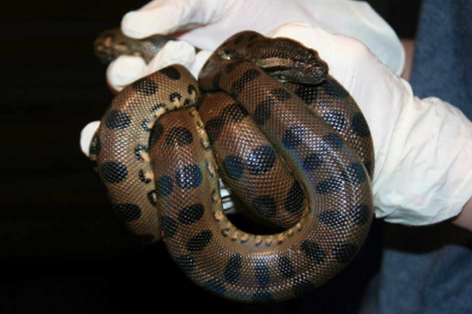 Trăn anaconda cái bất ngờ đẻ con dù không bao giờ tiếp xúc với con đực - 1 Trăn anaconda cái bất ngờ đẻ con dù không bao giờ tiếp xúc với con đực - 1