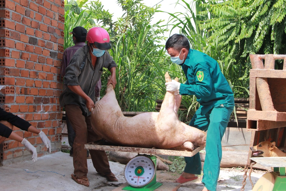 Dân phản ứng khi lợn nhiễm dịch tả châu Phi từ nơi khác mang về thôn tiêu hủy - 2 Dân phản ứng khi lợn nhiễm dịch tả châu Phi từ nơi khác mang về thôn tiêu hủy - 2