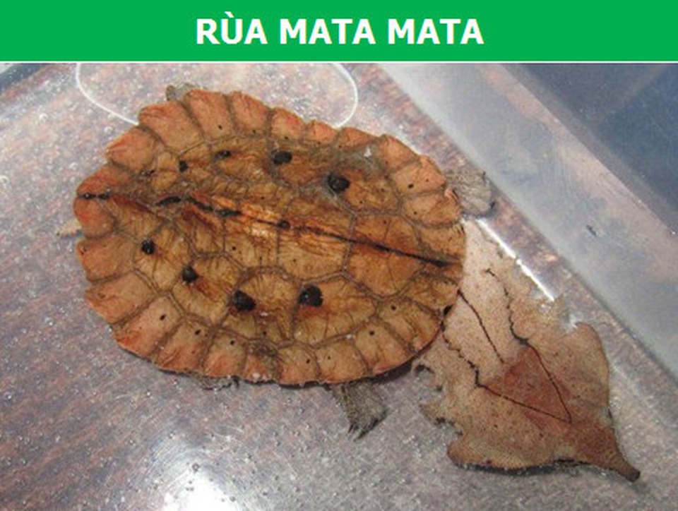 Những loài bò sát kỳ lạ bậc nhất hành tinh! - 5