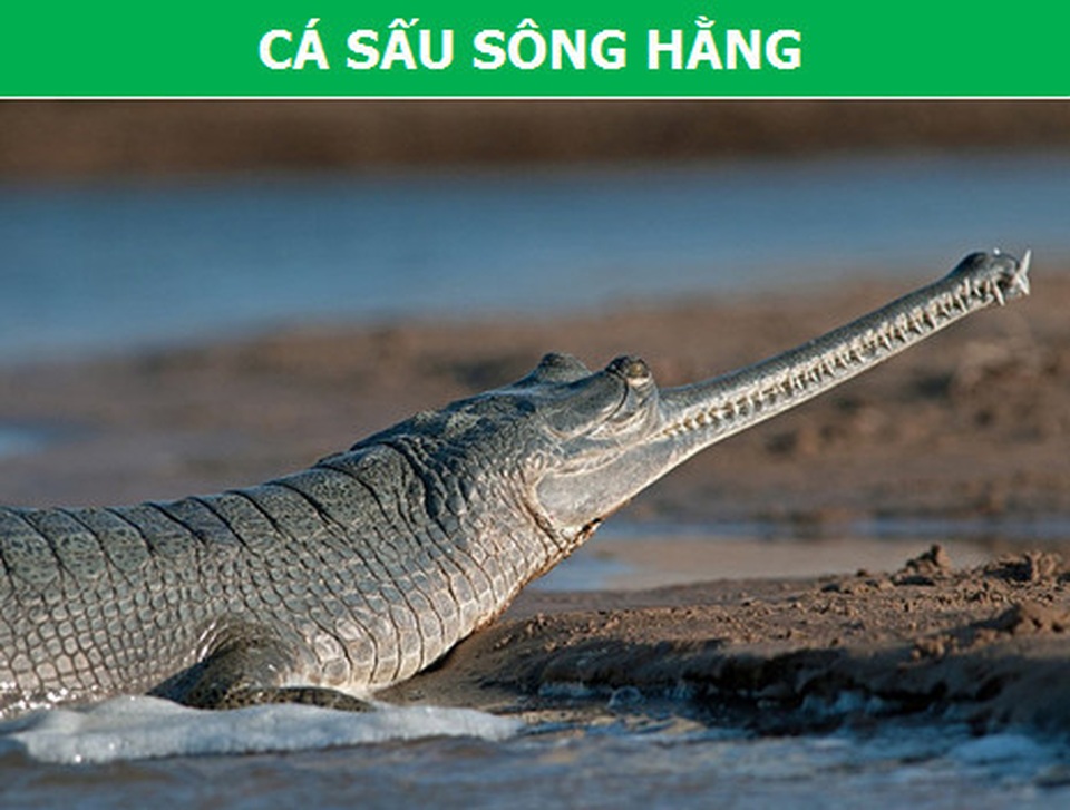 Những loài bò sát kỳ lạ bậc nhất hành tinh! - 3