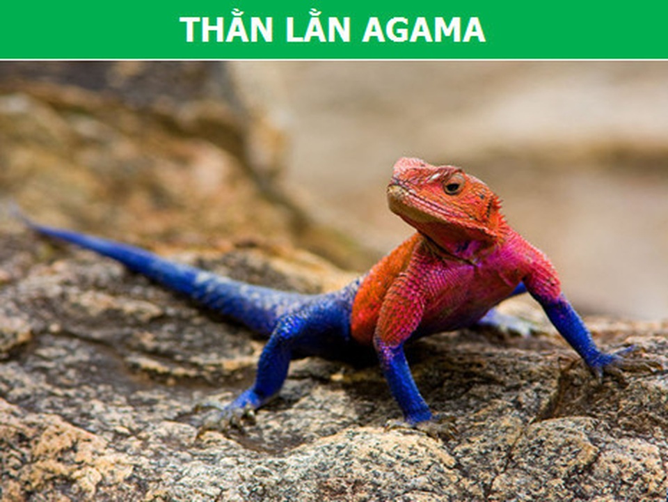 Những loài bò sát kỳ lạ bậc nhất hành tinh! - 6