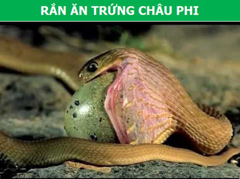 Những loài bò sát kỳ lạ bậc nhất hành tinh! - 4