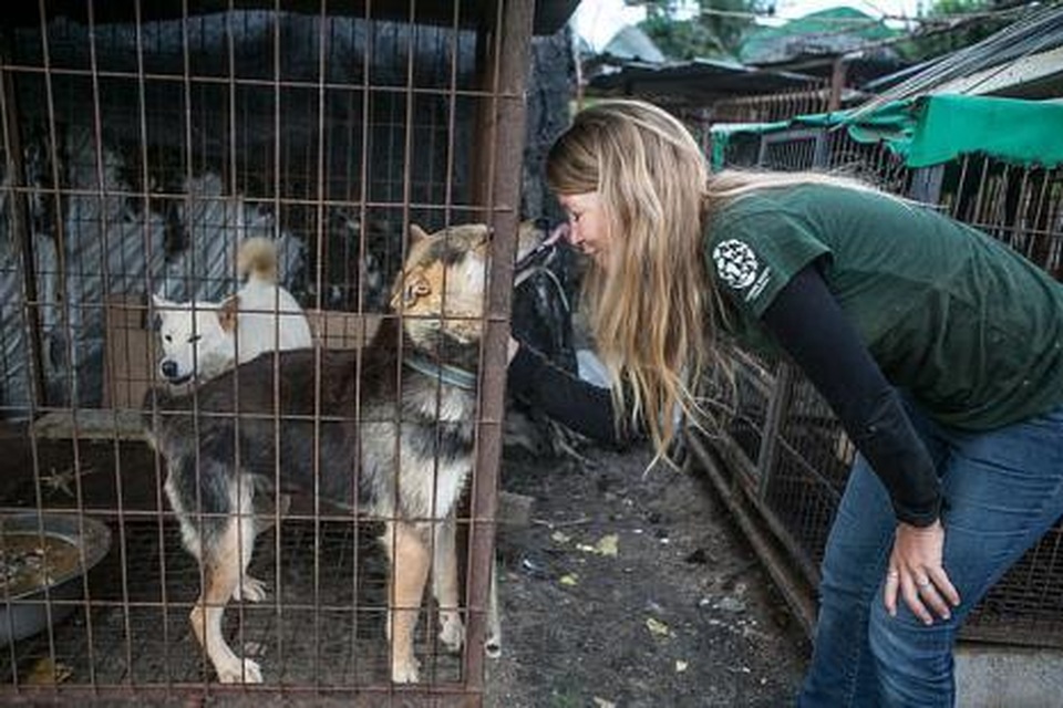 Chợ thịt chó nổi tiếng chính thức đóng cửa - 6