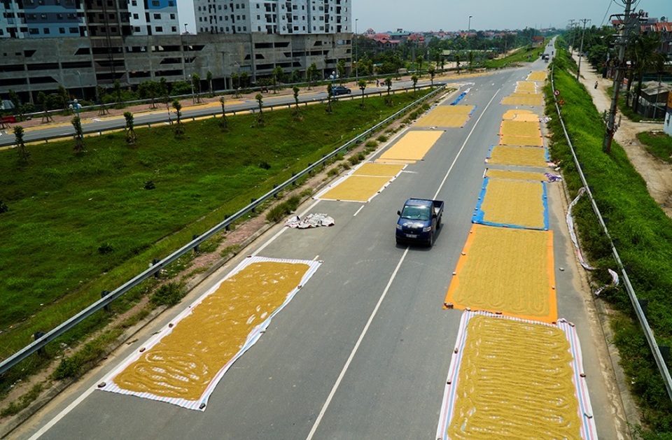 Cảnh phơi thóc chiếm phần lớn lòng đường ở Hà Nội - 1 Cảnh phơi thóc chiếm phần lớn lòng đường ở Hà Nội - 1