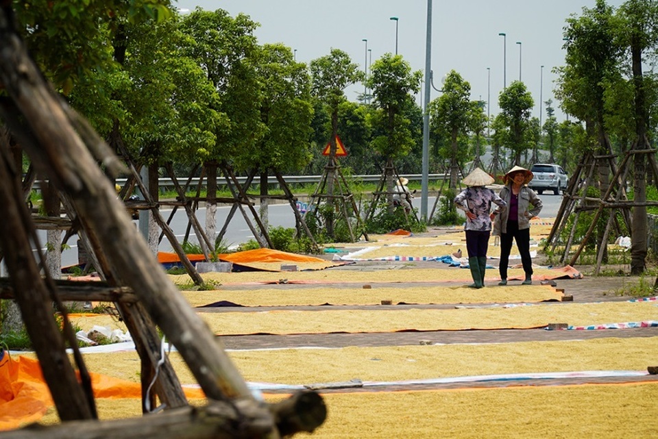 Cảnh phơi thóc chiếm phần lớn lòng đường ở Hà Nội - 7 Cảnh phơi thóc chiếm phần lớn lòng đường ở Hà Nội - 7