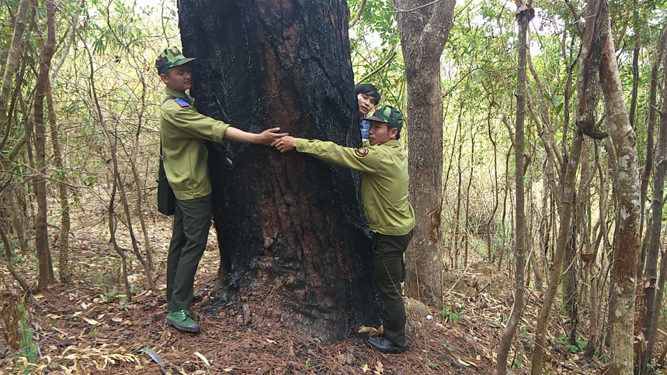 Cận cảnh rừng thông trăm tuổi trên “cổng trời” Mang Yang - 4 Cận cảnh rừng thông trăm tuổi trên “cổng trời” Mang Yang - 4