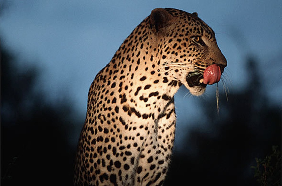 Kinh hoàng du khách nhí bị báo đốm vồ chết - 3