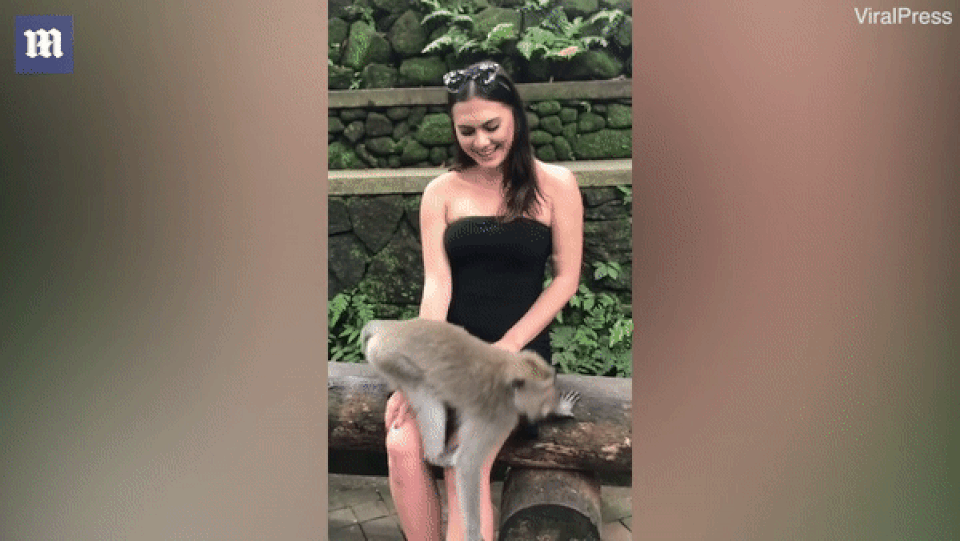 Nữ du khách xinh đẹp bị chú khỉ tinh ranh kéo váy làm lộ ngực - 2