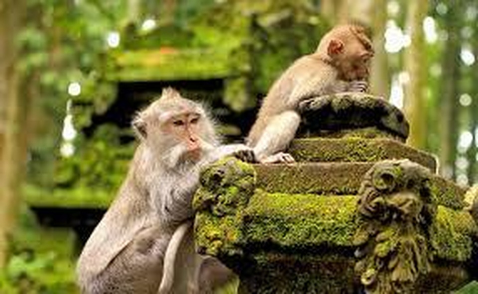 Nữ du khách xinh đẹp bị chú khỉ tinh ranh kéo váy làm lộ ngực - 3