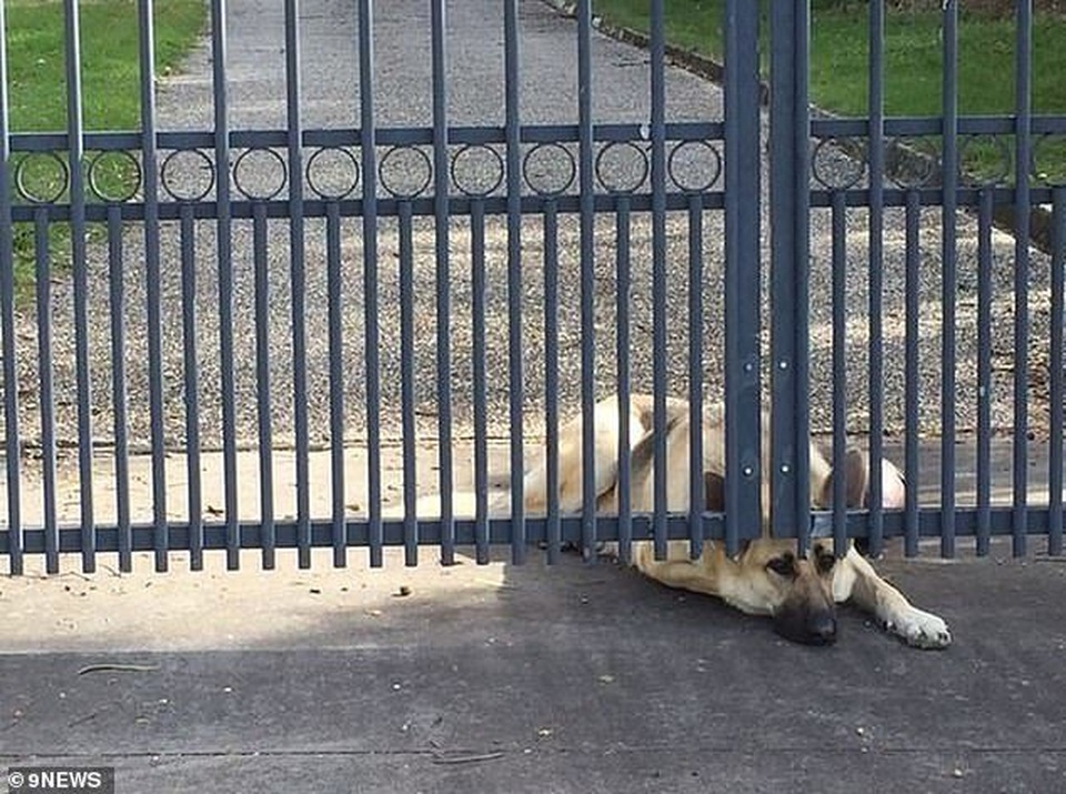 Cảm thương chú chó ngóng chờ người chủ đã qua đời - 1 Cảm thương chú chó ngóng chờ người chủ đã qua đời - 1