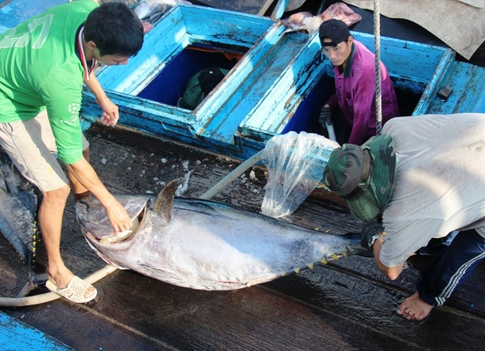 “Giấy thông hành” cho cá ngừ đại dương vào thị trường châu Âu - 3 “Giấy thông hành” cho cá ngừ đại dương vào thị trường châu Âu - 3