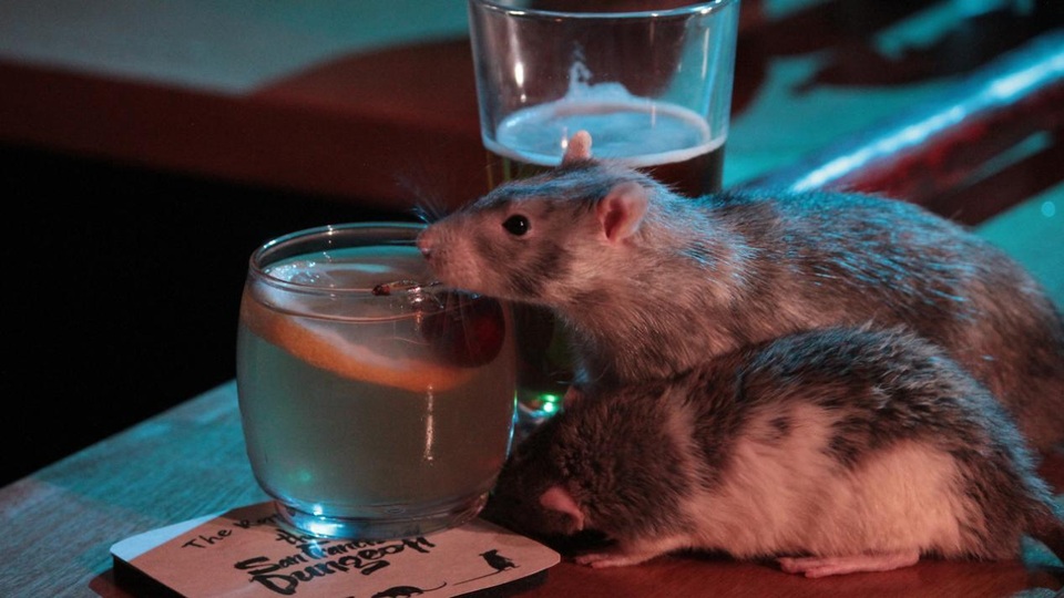 Chi tiền triệu để uống cocktail cùng … chuột cống - 1 Chi tiền triệu để uống cocktail cùng … chuột cống - 1