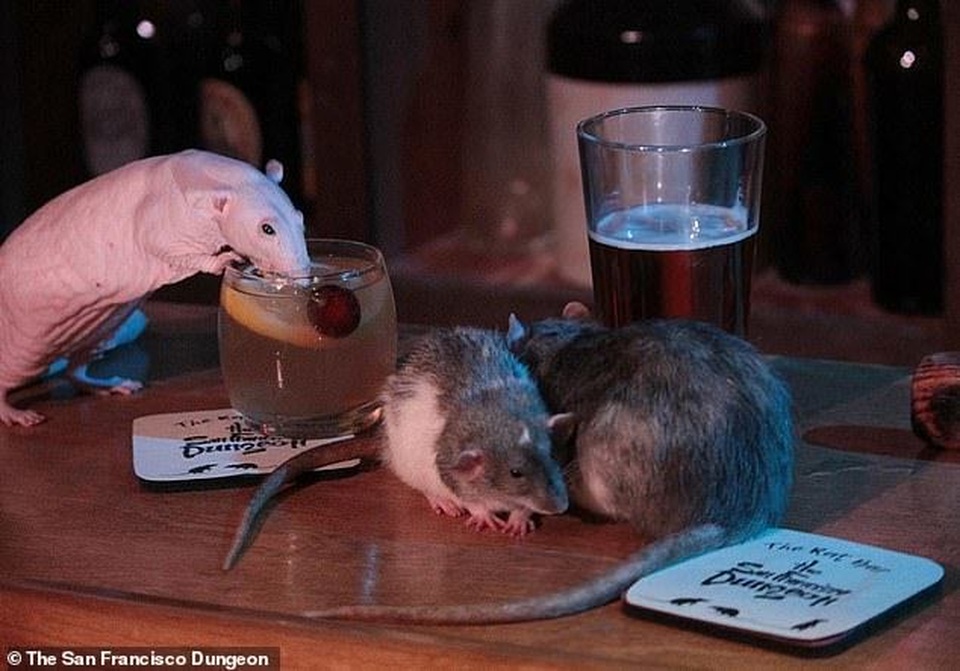 Chi tiền triệu để uống cocktail cùng … chuột cống - 2 Chi tiền triệu để uống cocktail cùng … chuột cống - 2