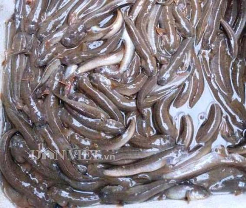 Độc lạ: Không cần mồi, loài cá kỳ lạ này vẫn phi vào giỏ ầm ầm - 4 Độc lạ: Không cần mồi, loài cá kỳ lạ này vẫn phi vào giỏ ầm ầm - 4