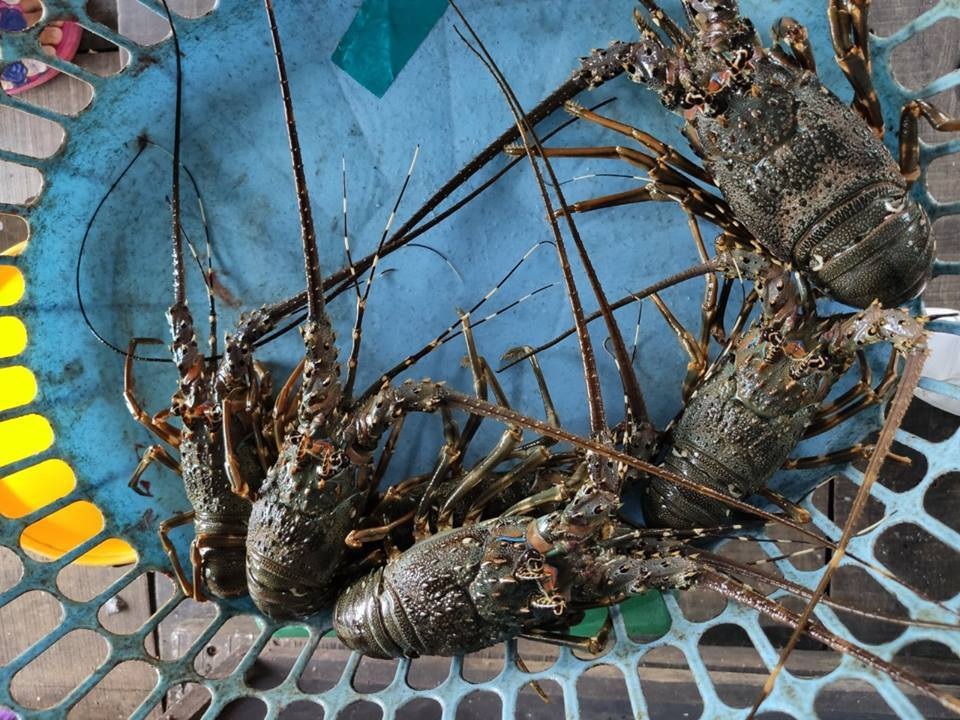 3 ngày “quên lối về” ở thiên đường “hoa vàng trên cỏ xanh” - 19 3 ngày “quên lối về” ở thiên đường “hoa vàng trên cỏ xanh” - 19