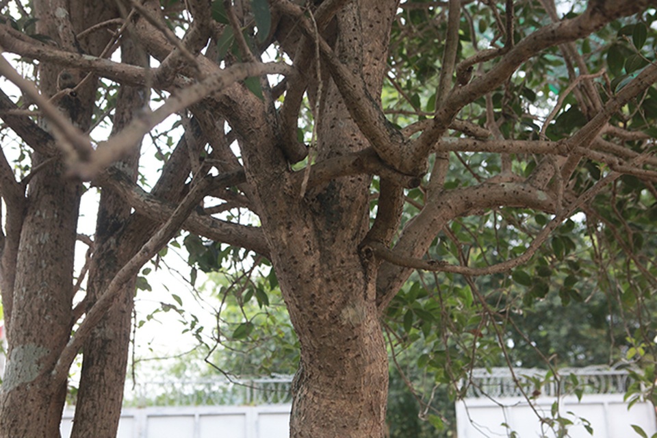 Chiêm ngưỡng 2 cây mộc hương khủng, khách trả 3 tỷ đồng chủ vẫn chưa gật đầu - 10 Chiêm ngưỡng 2 cây mộc hương khủng, khách trả 3 tỷ đồng chủ vẫn chưa gật đầu - 10