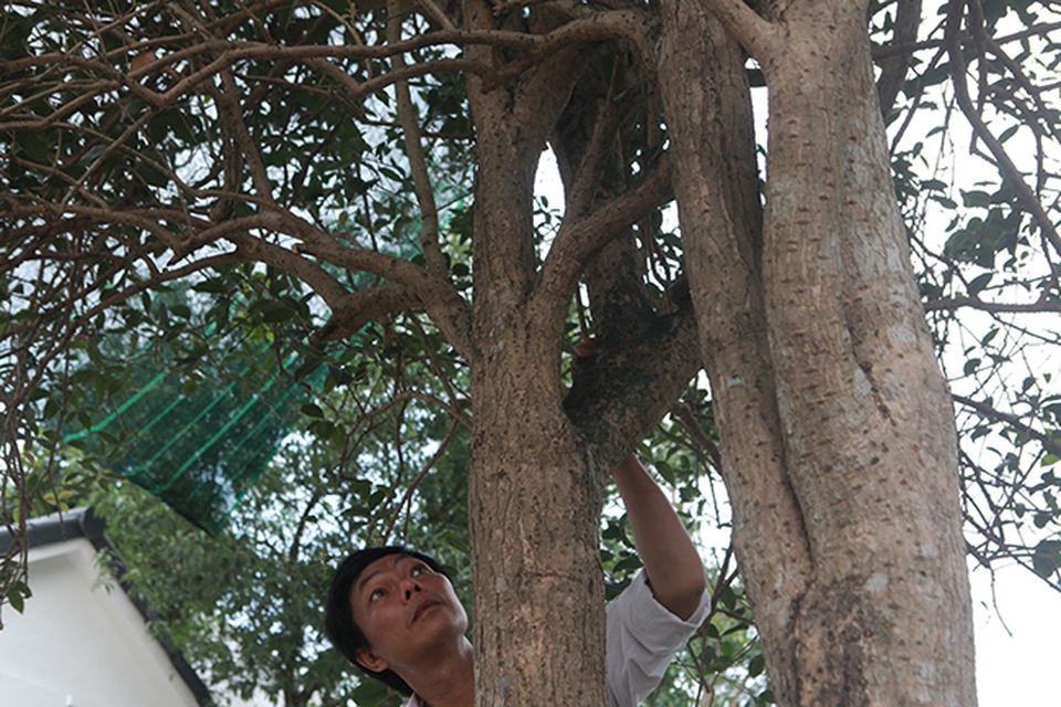 Chiêm ngưỡng 2 cây mộc hương khủng, khách trả 3 tỷ đồng chủ vẫn chưa gật đầu - 12 Chiêm ngưỡng 2 cây mộc hương khủng, khách trả 3 tỷ đồng chủ vẫn chưa gật đầu - 12