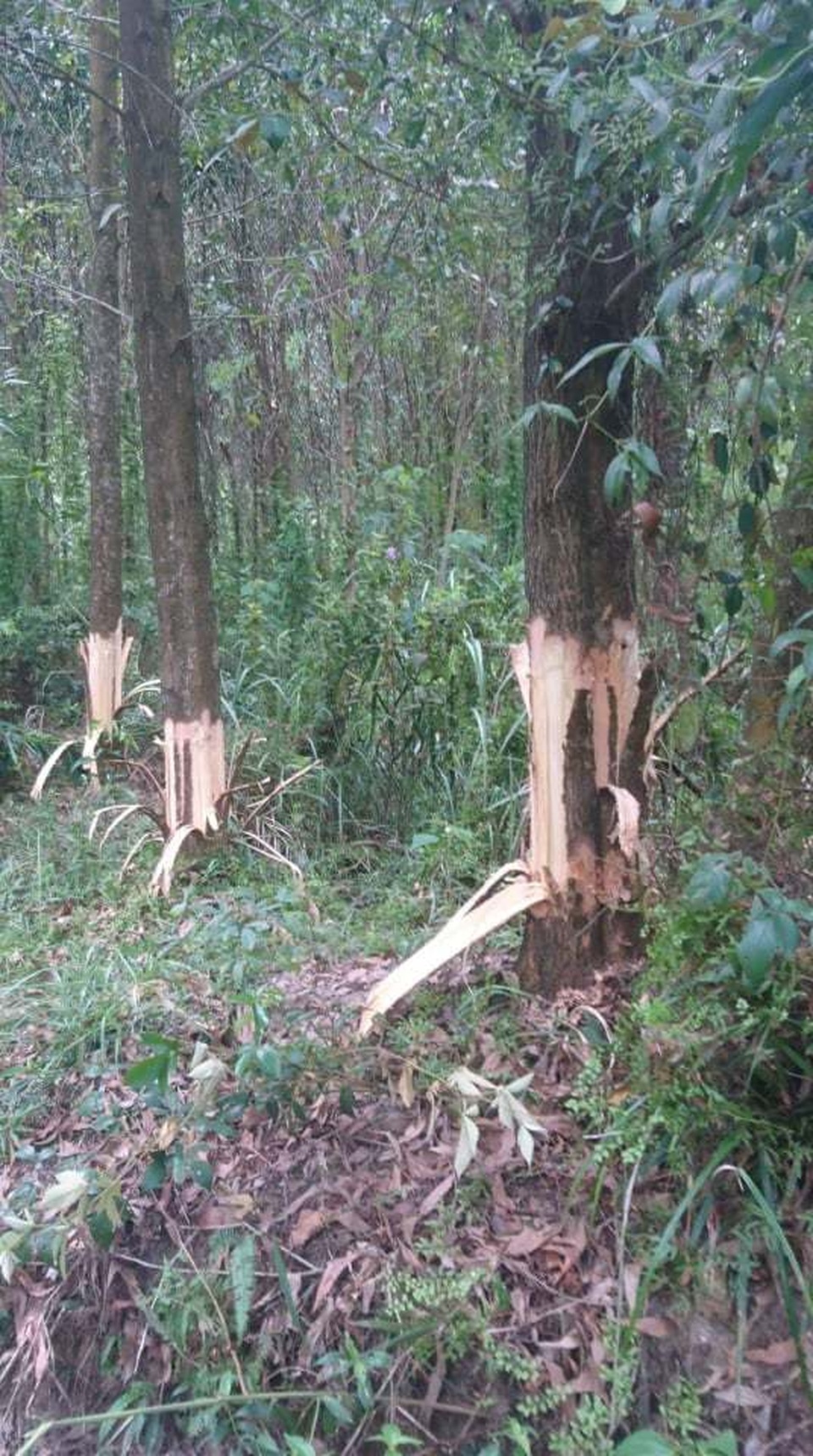Huế: Bí thư kiêm Chủ tịch xã bị tố gọt chết gốc cây của người dân! - 2 Huế: Bí thư kiêm Chủ tịch xã bị tố gọt chết gốc cây của người dân! - 2