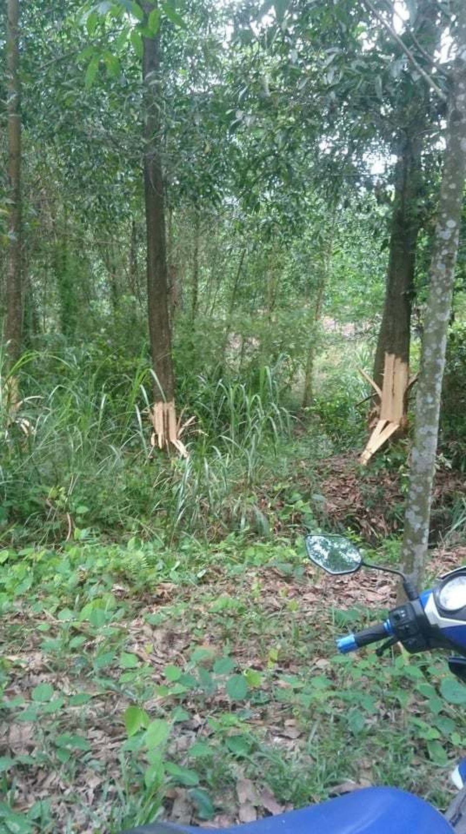 Huế: Bí thư kiêm Chủ tịch xã bị tố gọt chết gốc cây của người dân! - 1 Huế: Bí thư kiêm Chủ tịch xã bị tố gọt chết gốc cây của người dân! - 1