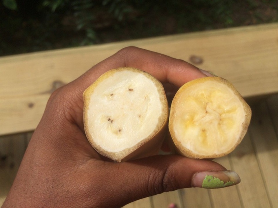 Kỳ lạ loại chuối xanh da trời có vị kem vani giá hơn 2 triệu mỗi nải - 2 Kỳ lạ loại chuối xanh da trời có vị kem vani giá hơn 2 triệu mỗi nải - 2