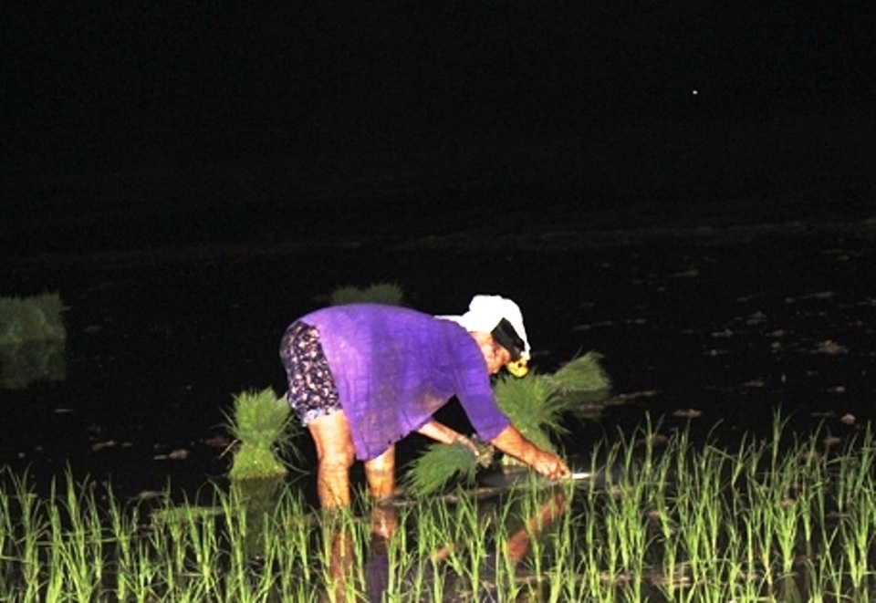 Ngày nắng như đổ lửa, dân trắng đêm đeo đèn pin đi cấy - 7 Ngày nắng như đổ lửa, dân trắng đêm đeo đèn pin đi cấy - 7