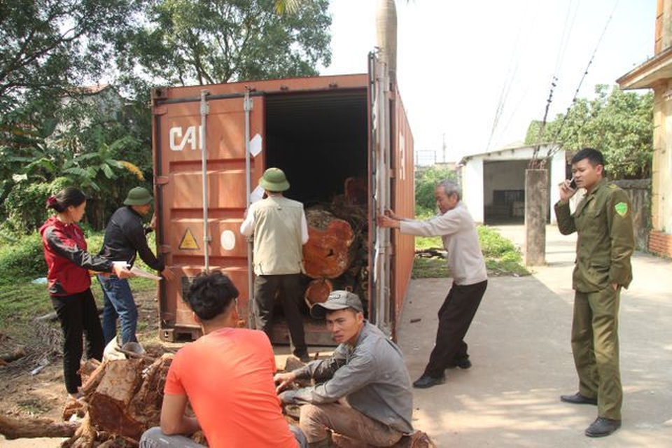 Sắp bán đấu giá hơn 5 tấn gỗ “sưa trăm tỷ” - 2 Sắp bán đấu giá hơn 5 tấn gỗ “sưa trăm tỷ” - 2