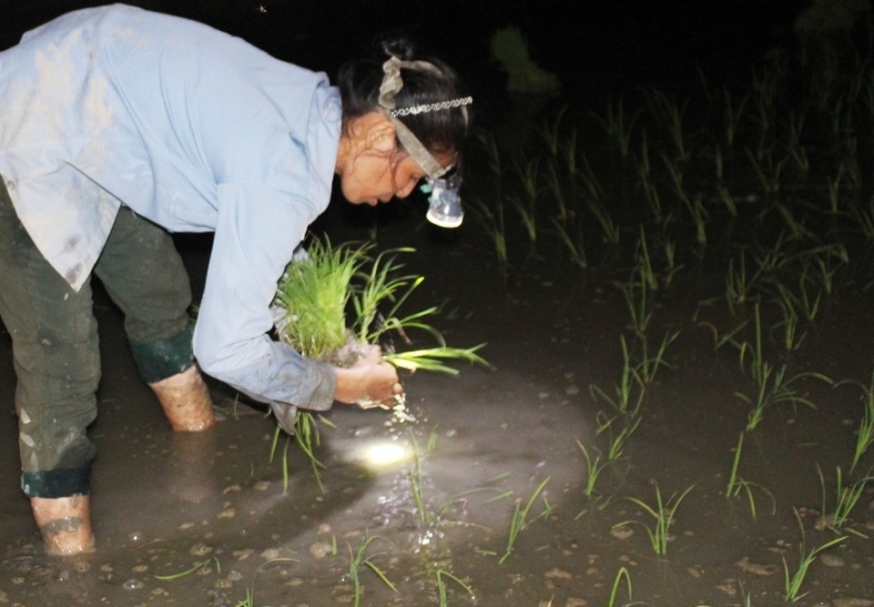 Ngày nắng như đổ lửa, dân trắng đêm đeo đèn pin đi cấy - 6 Ngày nắng như đổ lửa, dân trắng đêm đeo đèn pin đi cấy - 6