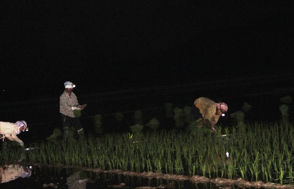Ngày nắng như đổ lửa, dân trắng đêm đeo đèn pin đi cấy - 1 Ngày nắng như đổ lửa, dân trắng đêm đeo đèn pin đi cấy - 1