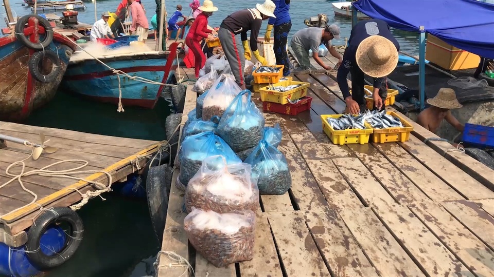 Phú Yên: Vịnh Vũng Rô đang chết dần chết mòn vì rác thải nhựa! - 7 Phú Yên: Vịnh Vũng Rô đang chết dần chết mòn vì rác thải nhựa! - 7