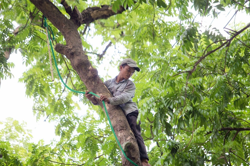 “Người nhện” đu mình trên cây hái sấu non, kiếm bạc triệu ngày - 2 “Người nhện” đu mình trên cây hái sấu non, kiếm bạc triệu ngày - 2