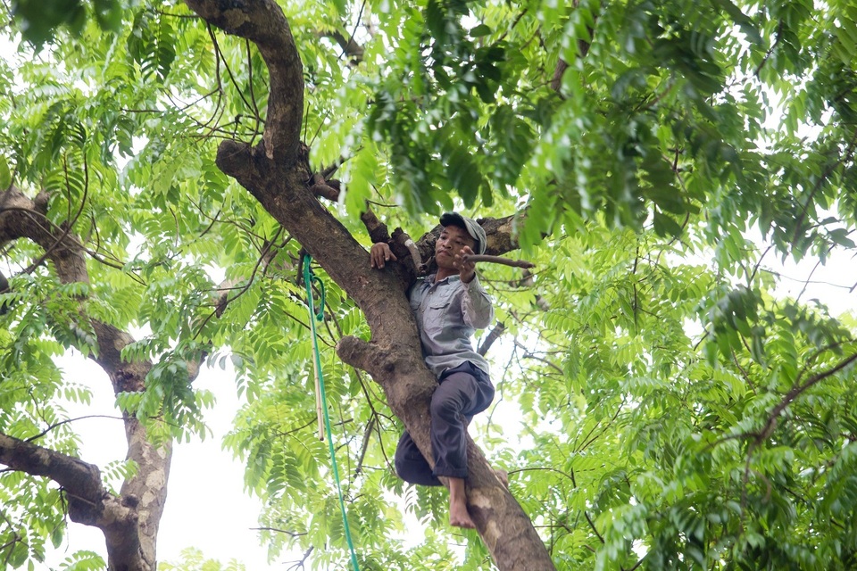 “Người nhện” đu mình trên cây hái sấu non, kiếm bạc triệu ngày - 3 “Người nhện” đu mình trên cây hái sấu non, kiếm bạc triệu ngày - 3