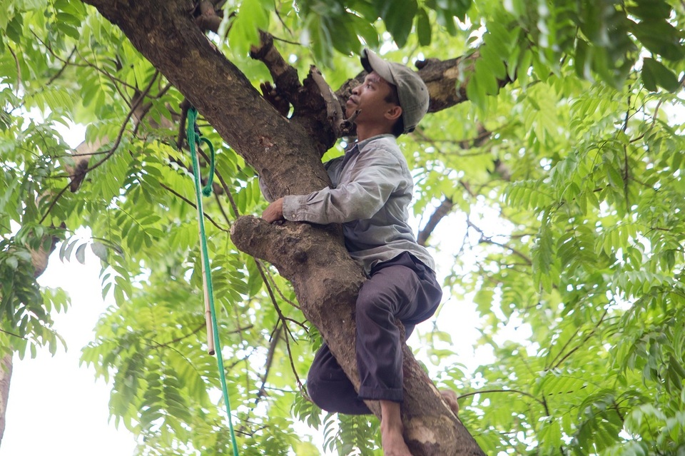 “Người nhện” đu mình trên cây hái sấu non, kiếm bạc triệu ngày - 4 “Người nhện” đu mình trên cây hái sấu non, kiếm bạc triệu ngày - 4