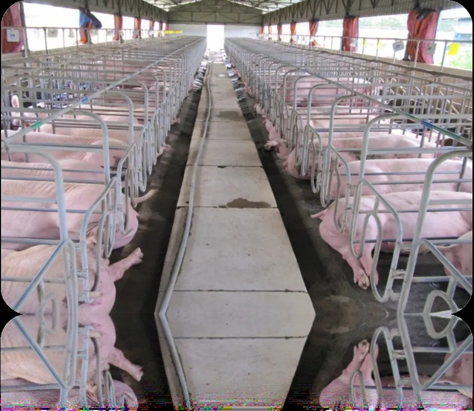 Dịch tả lợn Châu Phi tấn công thành phố 13 triệu dân - 2