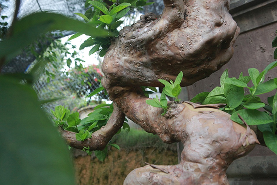 Chiêm ngưỡng cây ổi “mọc ngược” độc nhất vô nhị giá tiền tỷ - 8 Chiêm ngưỡng cây ổi “mọc ngược” độc nhất vô nhị giá tiền tỷ - 8