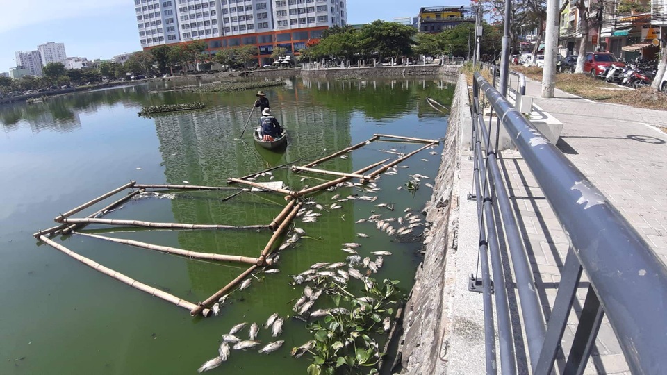Cá chết nổi trắng hồ ở trung tâm thành phố Đà Nẵng - 2 Cá chết nổi trắng hồ ở trung tâm thành phố Đà Nẵng - 2
