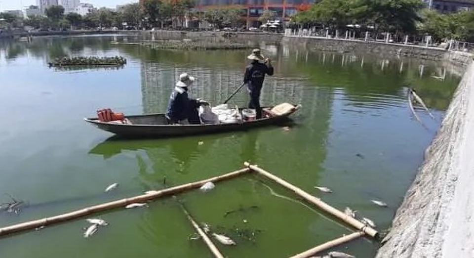 Cá chết nổi trắng hồ ở trung tâm thành phố Đà Nẵng - 3 Cá chết nổi trắng hồ ở trung tâm thành phố Đà Nẵng - 3