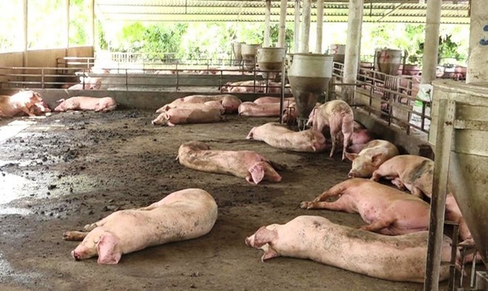 Dịch tả lợn Châu Phi tấn công thành phố 13 triệu dân - 1