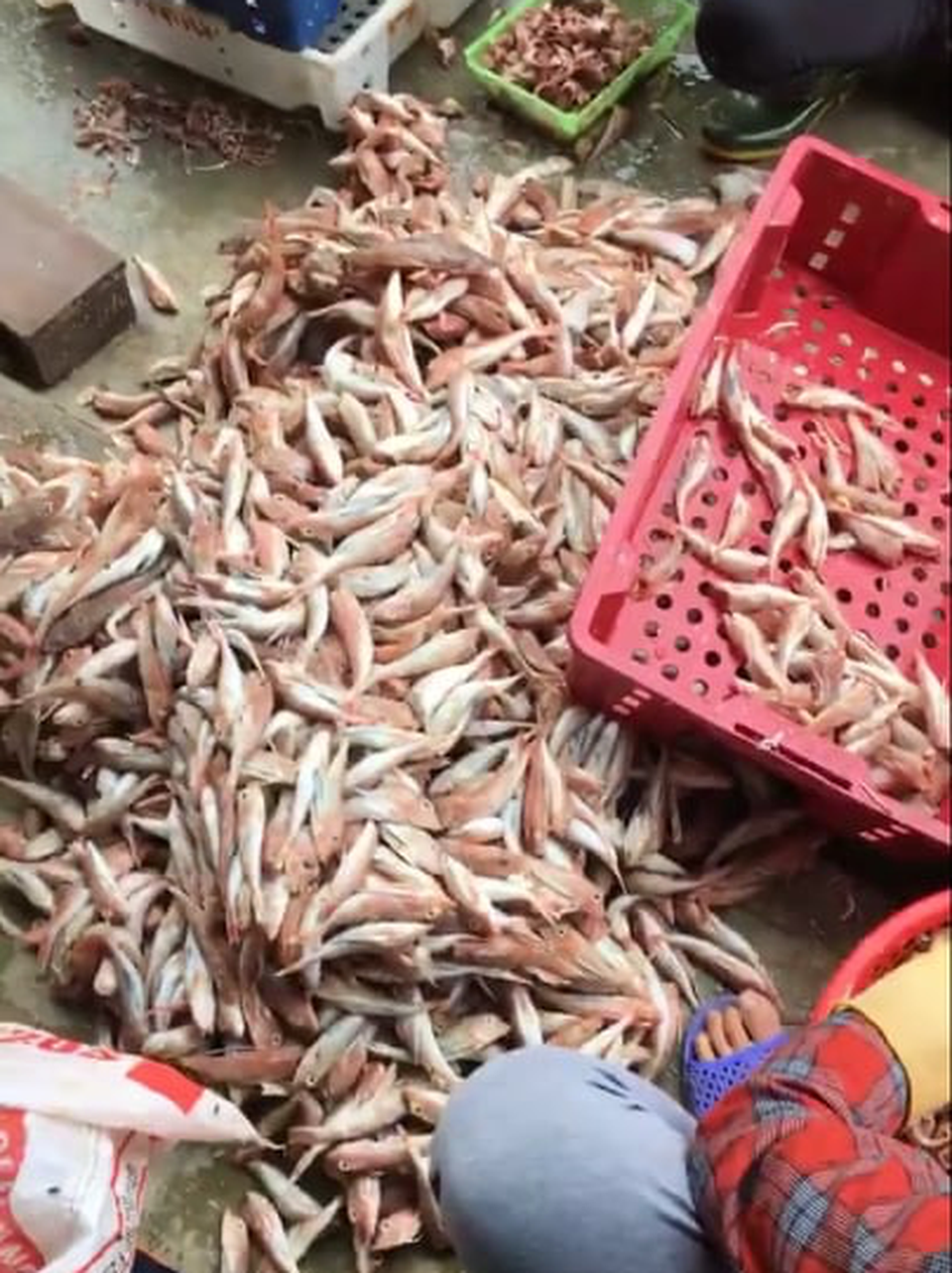 Cá đùi gà thực chất là cá chuồn, không phải cá nóc! - 3 Cá đùi gà thực chất là cá chuồn, không phải cá nóc! - 3