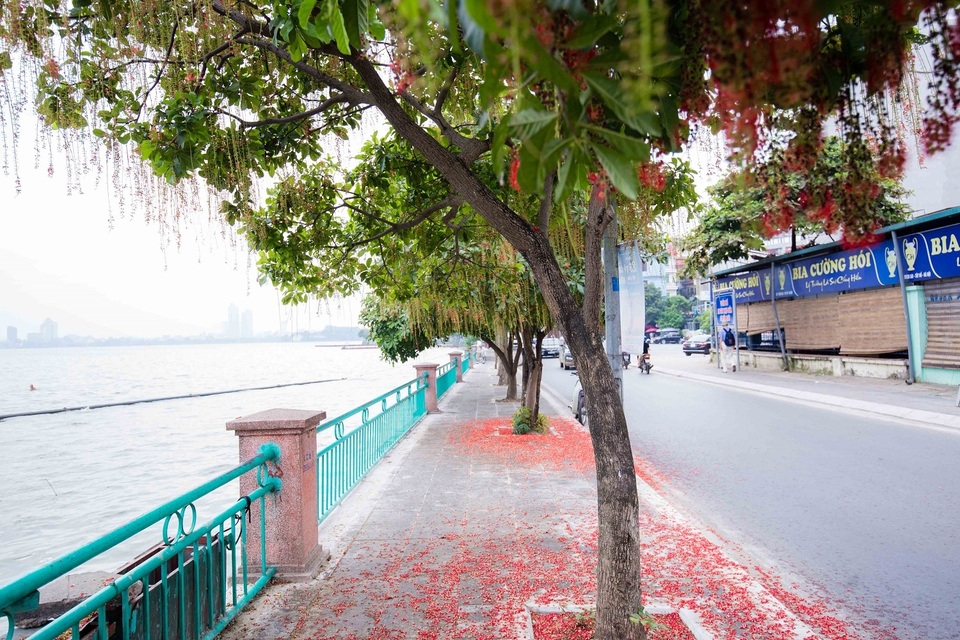 Khung cảnh lãng mạn mùa hoa lộc vừng trải thảm đỏ ven Hồ Tây - 10 Khung cảnh lãng mạn mùa hoa lộc vừng trải thảm đỏ ven Hồ Tây - 10