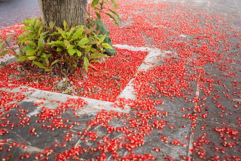 Khung cảnh lãng mạn mùa hoa lộc vừng trải thảm đỏ ven Hồ Tây - 3 Khung cảnh lãng mạn mùa hoa lộc vừng trải thảm đỏ ven Hồ Tây - 3