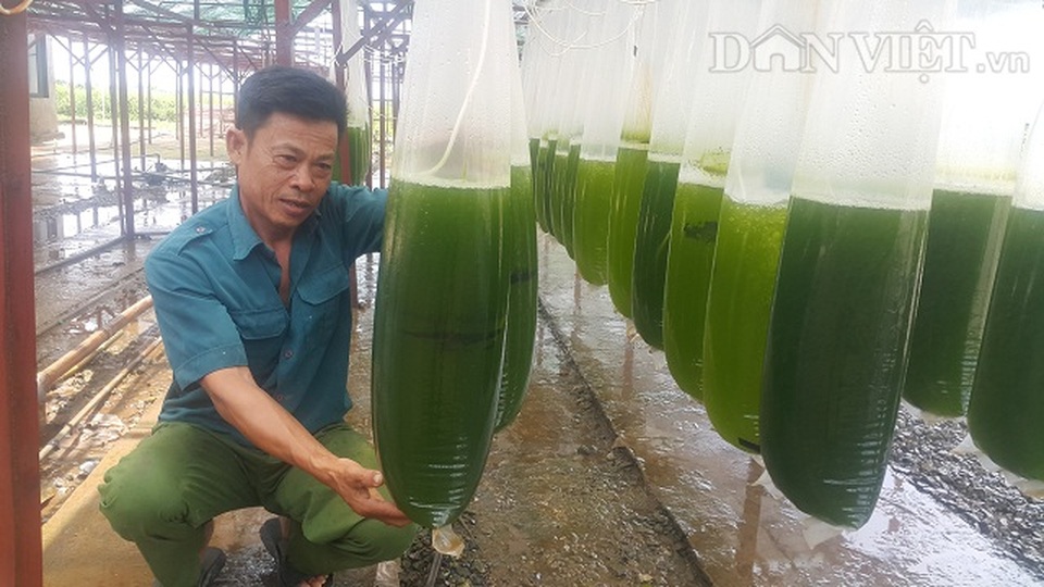 Chuyện lạ Thái Bình: Nuôi thứ nước xanh lè mà rót ra trăm triệu - 1 Chuyện lạ Thái Bình: Nuôi thứ nước xanh lè mà rót ra trăm triệu - 1