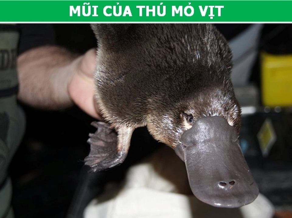 Những đặc điểm tưởng vô dụng lại là vũ khí ưu việt của động vật! - 2 Những đặc điểm tưởng vô dụng lại là vũ khí ưu việt của động vật! - 2
