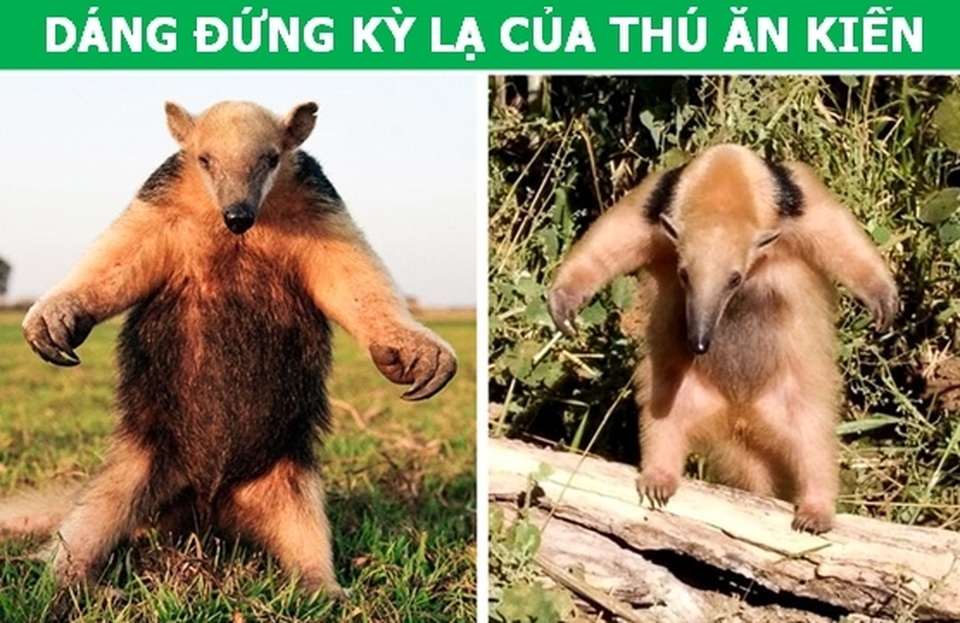 Những đặc điểm tưởng vô dụng lại là vũ khí ưu việt của động vật! - 3 Những đặc điểm tưởng vô dụng lại là vũ khí ưu việt của động vật! - 3