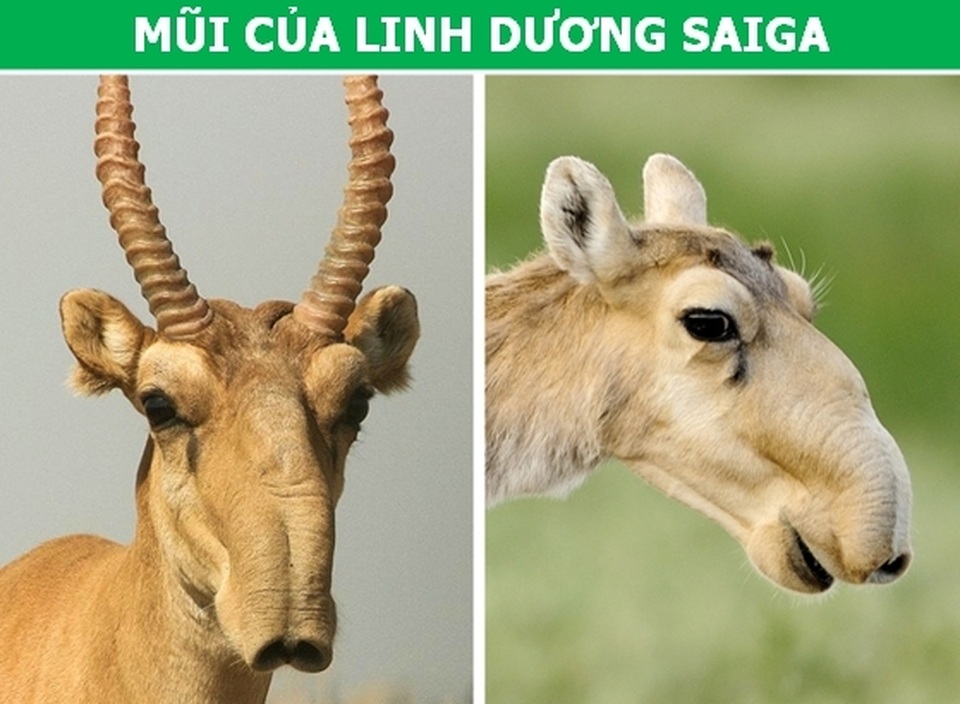 Những đặc điểm tưởng vô dụng lại là vũ khí ưu việt của động vật! - 5 Những đặc điểm tưởng vô dụng lại là vũ khí ưu việt của động vật! - 5