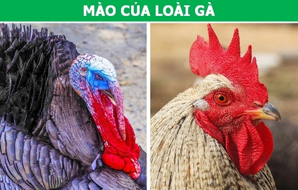 Những đặc điểm tưởng vô dụng lại là vũ khí ưu việt của động vật! - 4 Những đặc điểm tưởng vô dụng lại là vũ khí ưu việt của động vật! - 4