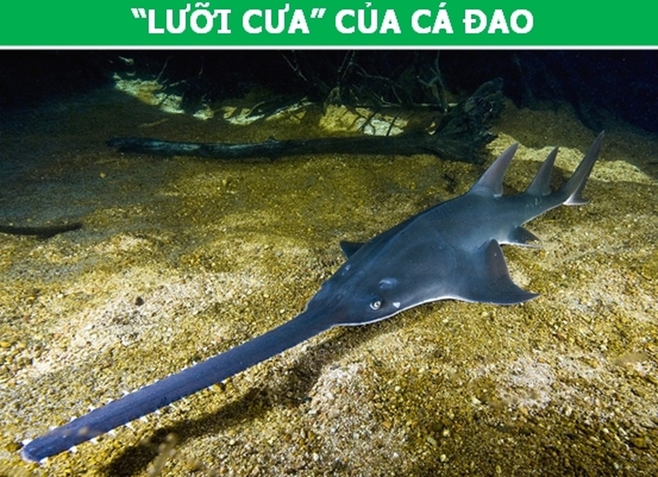 Những đặc điểm tưởng vô dụng lại là vũ khí ưu việt của động vật! - 6 Những đặc điểm tưởng vô dụng lại là vũ khí ưu việt của động vật! - 6