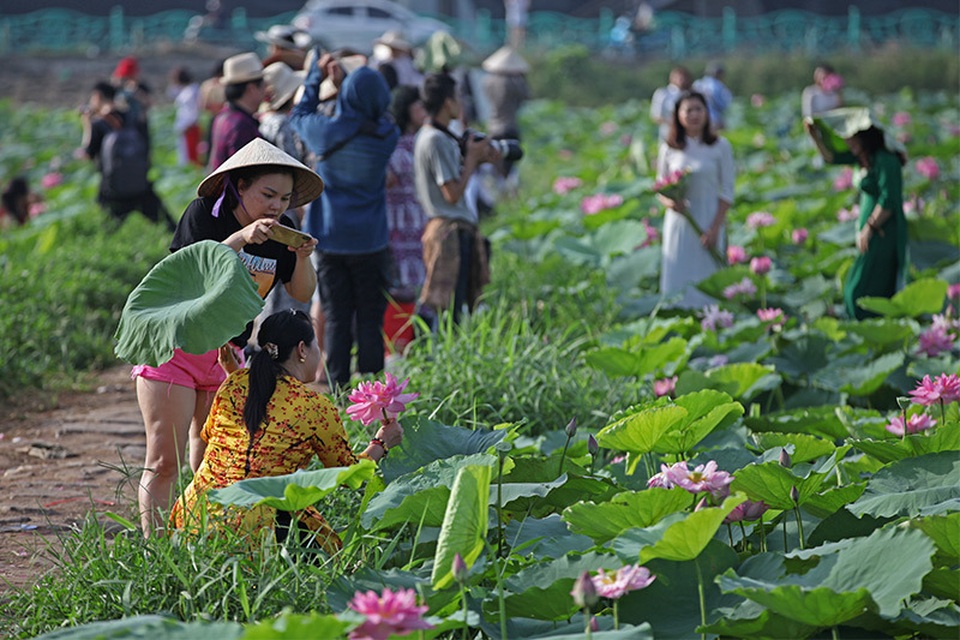 Nắng cháy da, U60 dầm mình dưới đầm sen tạo dáng - 1 Nắng cháy da, U60 dầm mình dưới đầm sen tạo dáng - 1