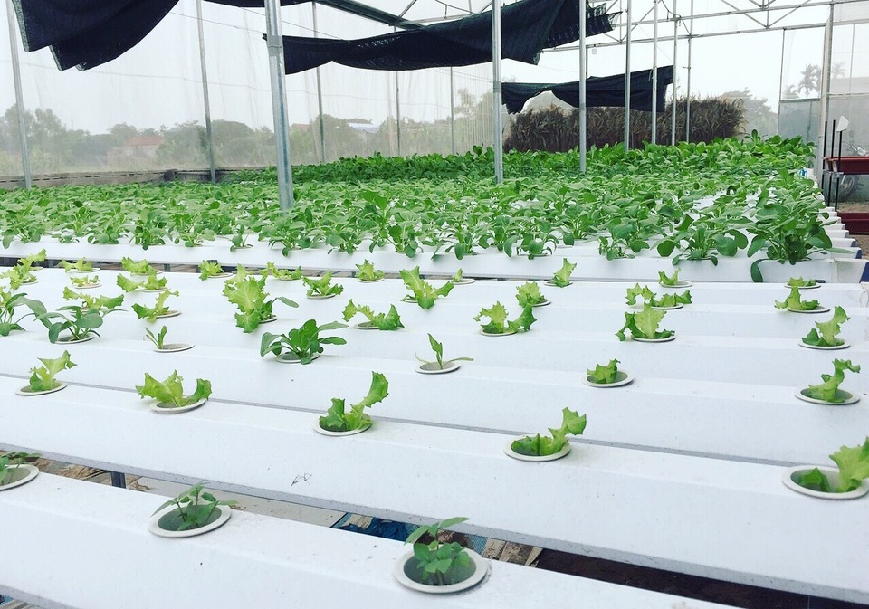 Cử nhân về quê sống nhờ 200m2 vườn, ngày ngày bán rau khắp Hà Nội - 1 Cử nhân về quê sống nhờ 200m2 vườn, ngày ngày bán rau khắp Hà Nội - 1