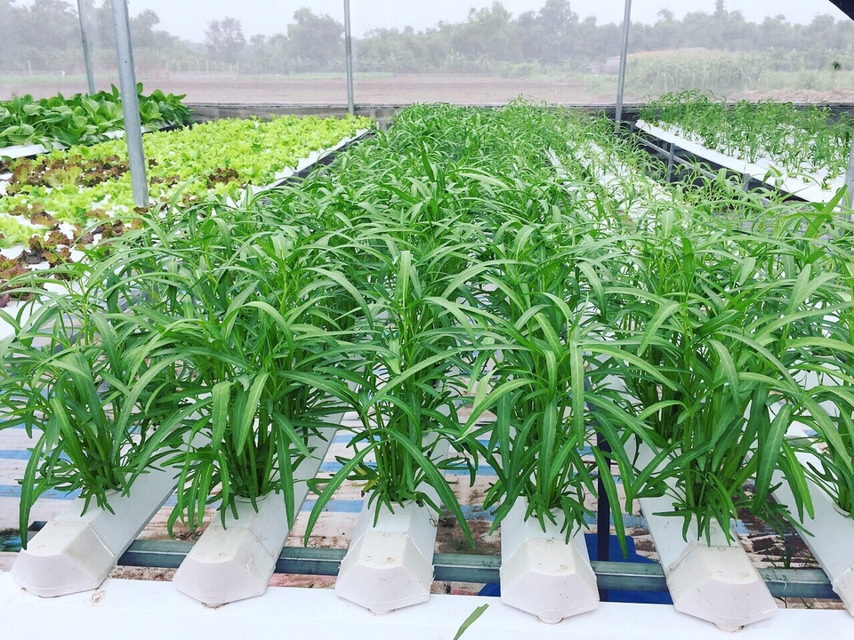 Cử nhân về quê sống nhờ 200m2 vườn, ngày ngày bán rau khắp Hà Nội - 2 Cử nhân về quê sống nhờ 200m2 vườn, ngày ngày bán rau khắp Hà Nội - 2